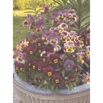 Wine Pansy Plant 8a-pansy flower-8782981-85089.webp